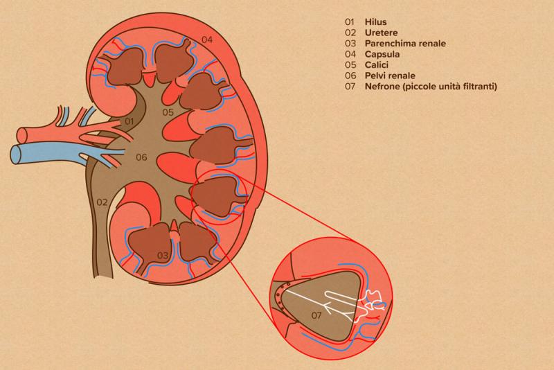 Rappresentazione schematica del rene