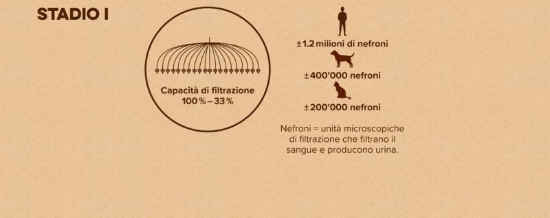 Diagramma: Stadio 1 della malattia renale nei gatti